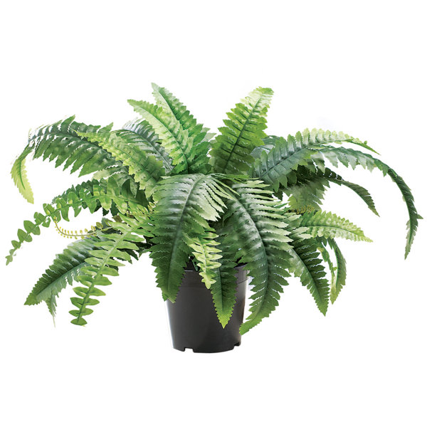 Bayou Breeze 22'' Faux Fern Plant in Pot Wayfair